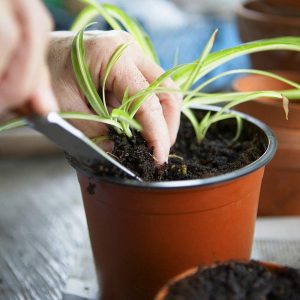 130 Pcs 10cm Plastic Plants Nursery Seed Starting Pots for Succulents Seedlings Cuttings Transplanting