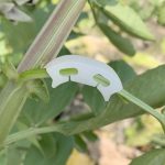 50pcs! Plastic plant clips anti-bending tomatoes Branch Fixing garden fruit Vine Connects Supporting Plant Stems Grow Upright