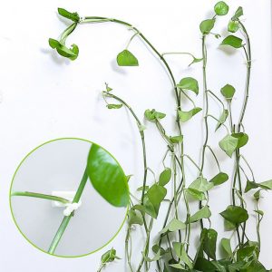 50pcs Invisible Wall Rattan Clamp Clip Invisible Wall Vine Climbing Sticky Hook Rattan Fixed Clip Bracket Plant Stent Supports