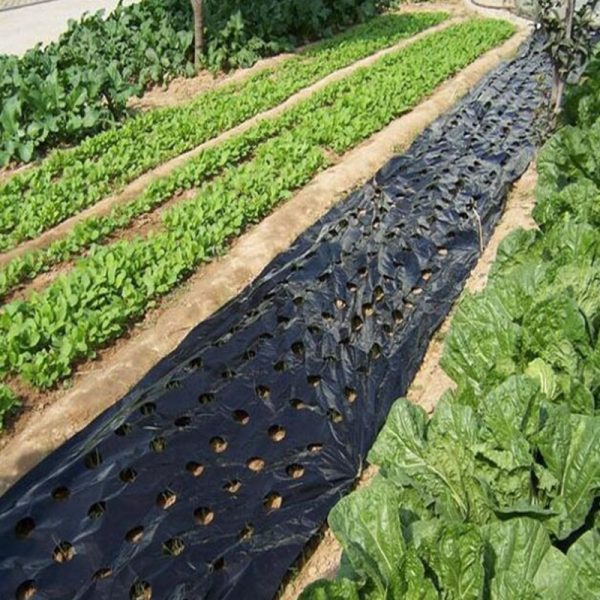 5~50m 5Holes Black Plastic Mulch Film Agricultural Vegetable Plants Grow Film Greenhouse Keep Warm Anti Grass Perforated PE Film