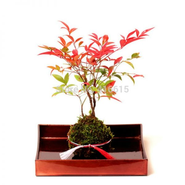 Kokedama Moss Balls Japanese Moss Ball With Moss Seeds Personality Small Ventilate Flower Pot for Orchid and Bonsai