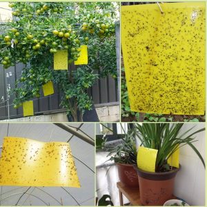 20Pcs Sticky Insect Traps Board Cockroaches Ant Mosquito Glue Pest Fly Trap Flying Insect Traps Catcher Killer Glue Stickers