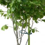 50pcs/lot 13.5CM/ 17CM Plastic Plant Cable Ties Reusable Cable Ties Greenhouse Grow Kits for Garden Tree Climbing Support