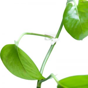 10/20/50pcs Plant Climbing Wall Clip Invisible Wall Vines Fixture Wall Sticky Hook Holder Plant Cages & Supports